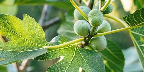 Fig Leaves g kouzalic llc cyprus paralimni larnaca nicosia limassol paphos