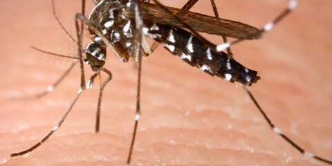 Mosquito Aedes aegypti and Aedes albopictus g kouzalic llc cyprus paralimni larnaca nicosia limassol paphos